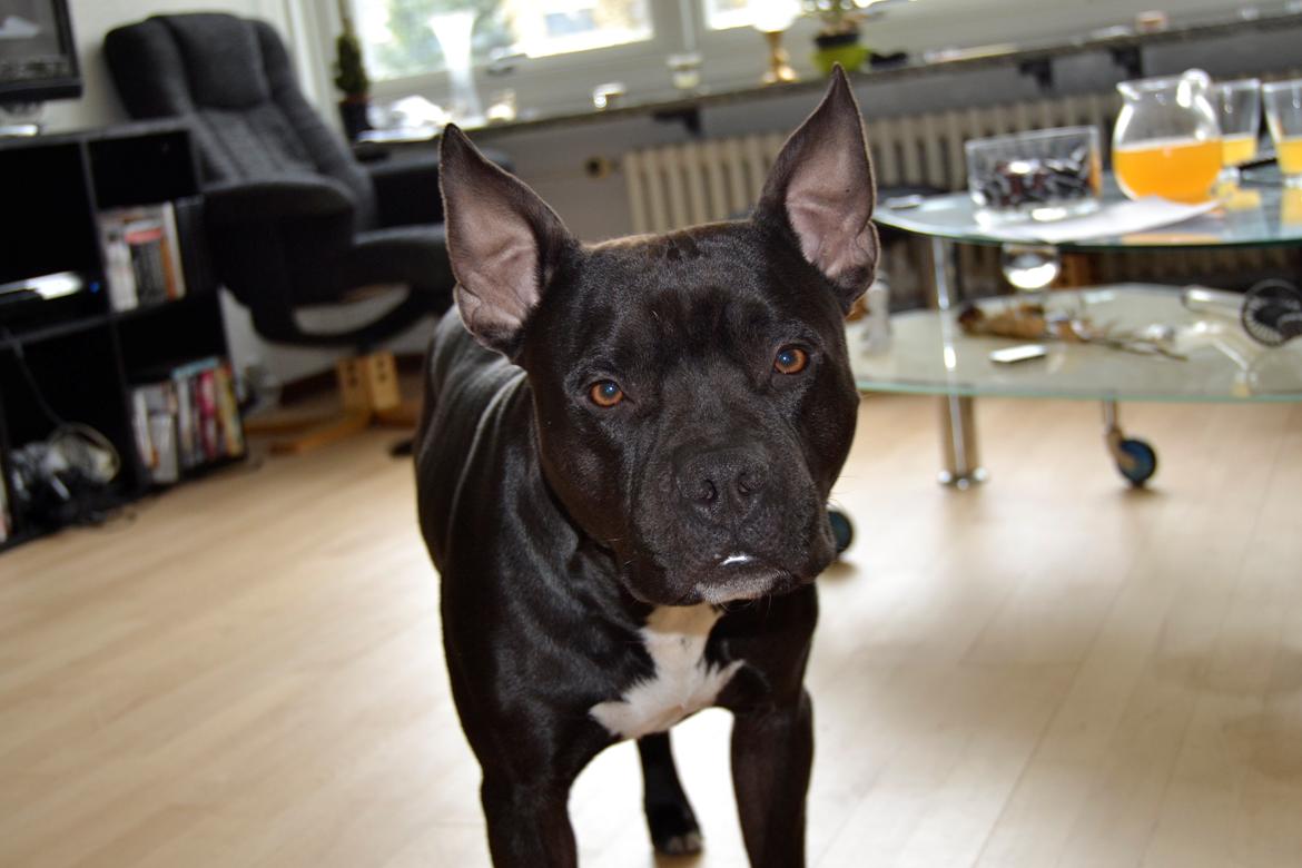 Blanding af racer Al Capone Junior (Capone) billede 1