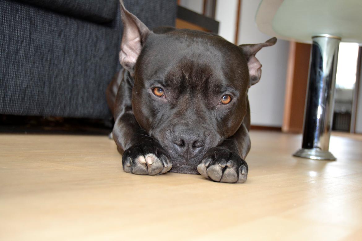 Blanding af racer Al Capone Junior (Capone) billede 3