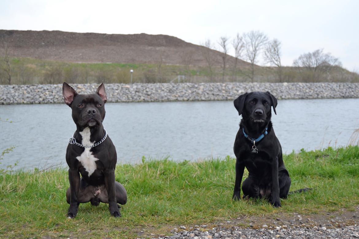 Blanding af racer Al Capone Junior (Capone) billede 27