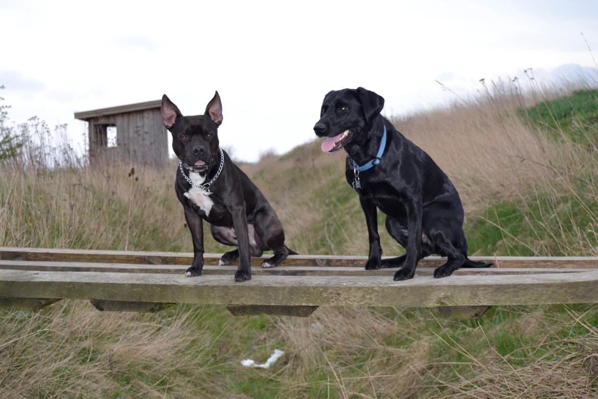 Blanding af racer Al Capone Junior (Capone) billede 28