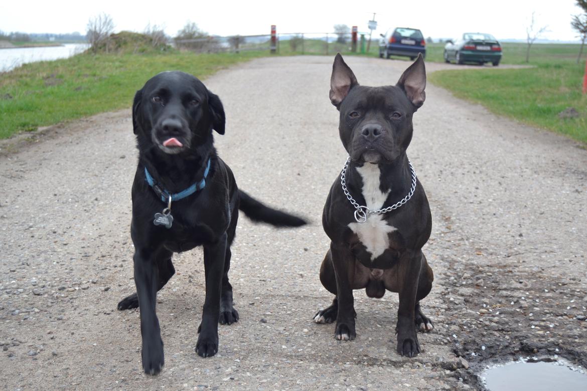 Blanding af racer Al Capone Junior (Capone) billede 26