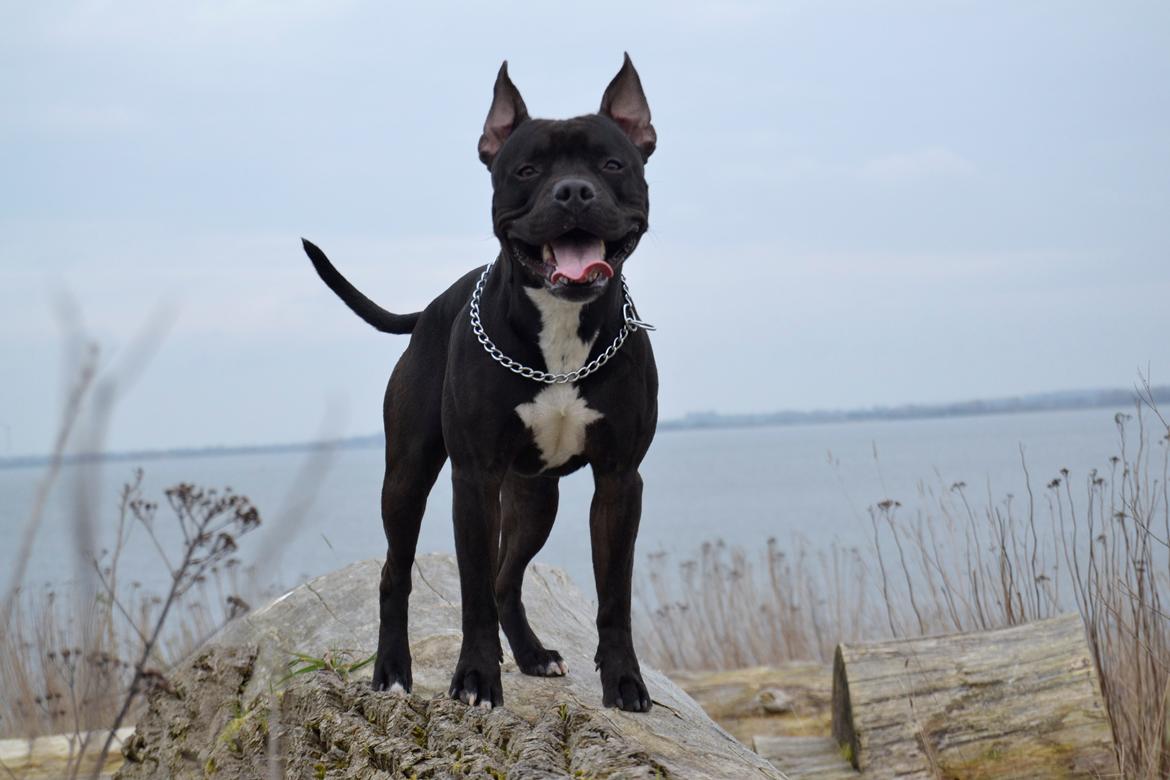 Blanding af racer Al Capone Junior (Capone) billede 2