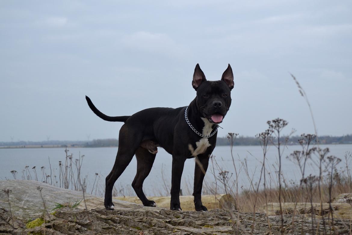 Blanding af racer Al Capone Junior (Capone) billede 29