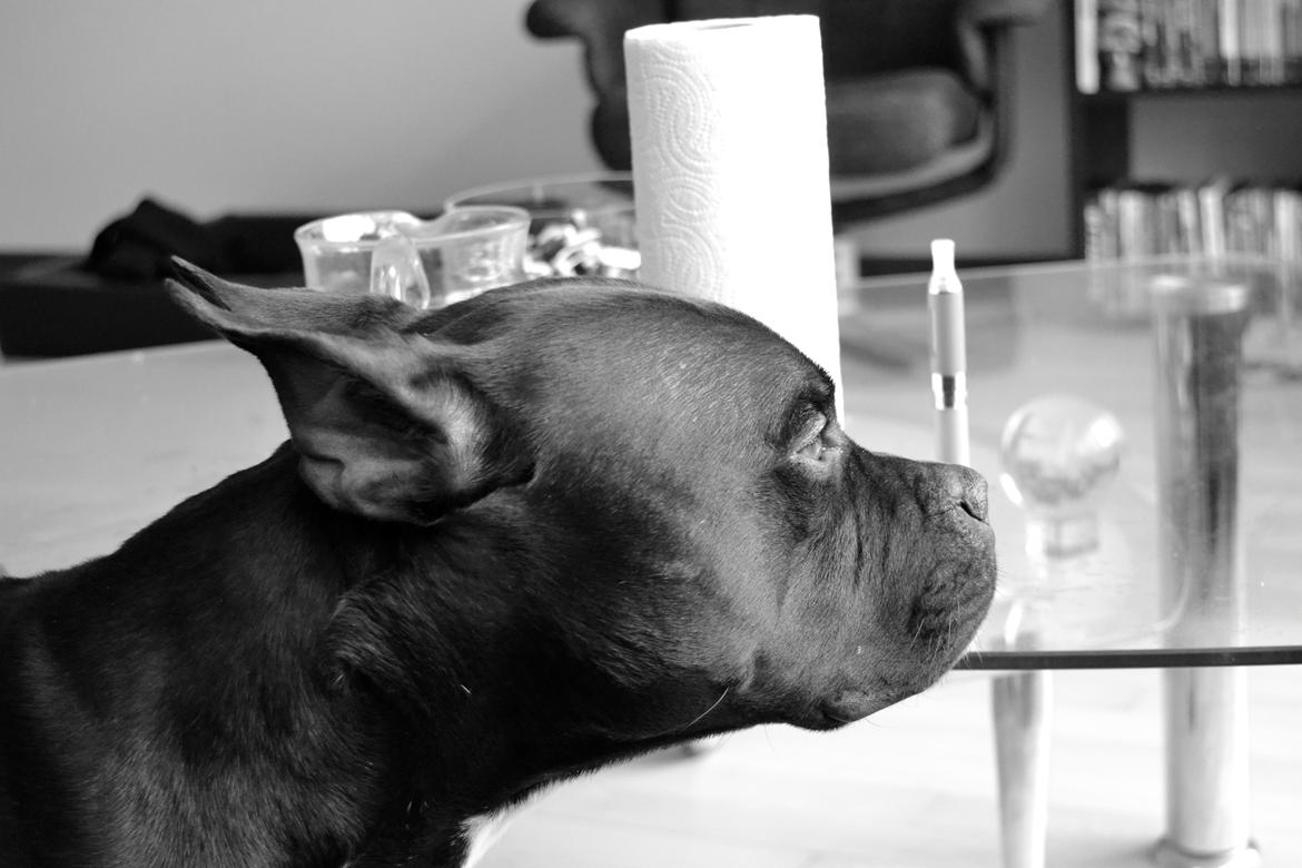 Blanding af racer Al Capone Junior (Capone) billede 4