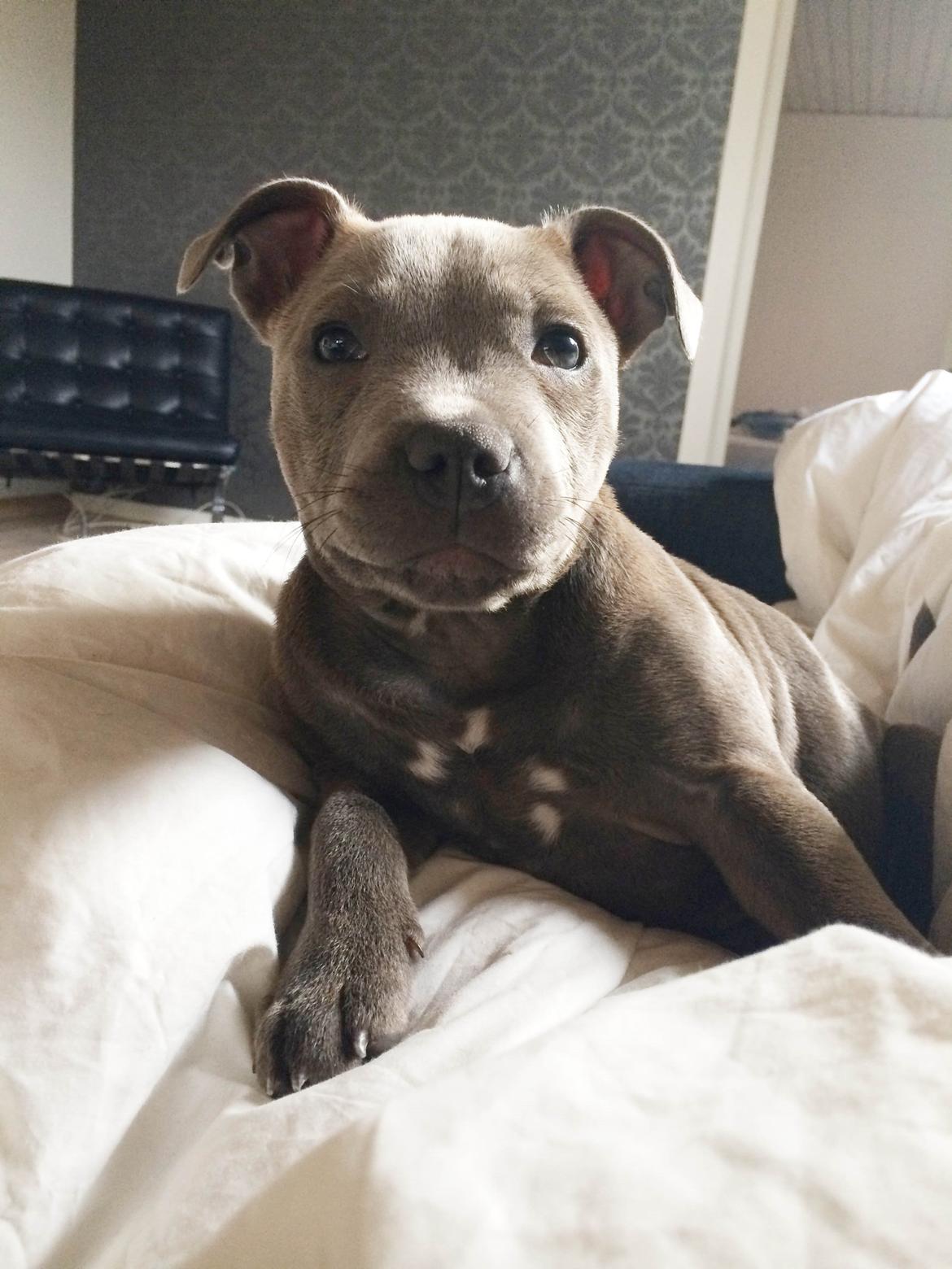 Staffordshire bull terrier Enchanting Ice Queen (Lucca) billede 1