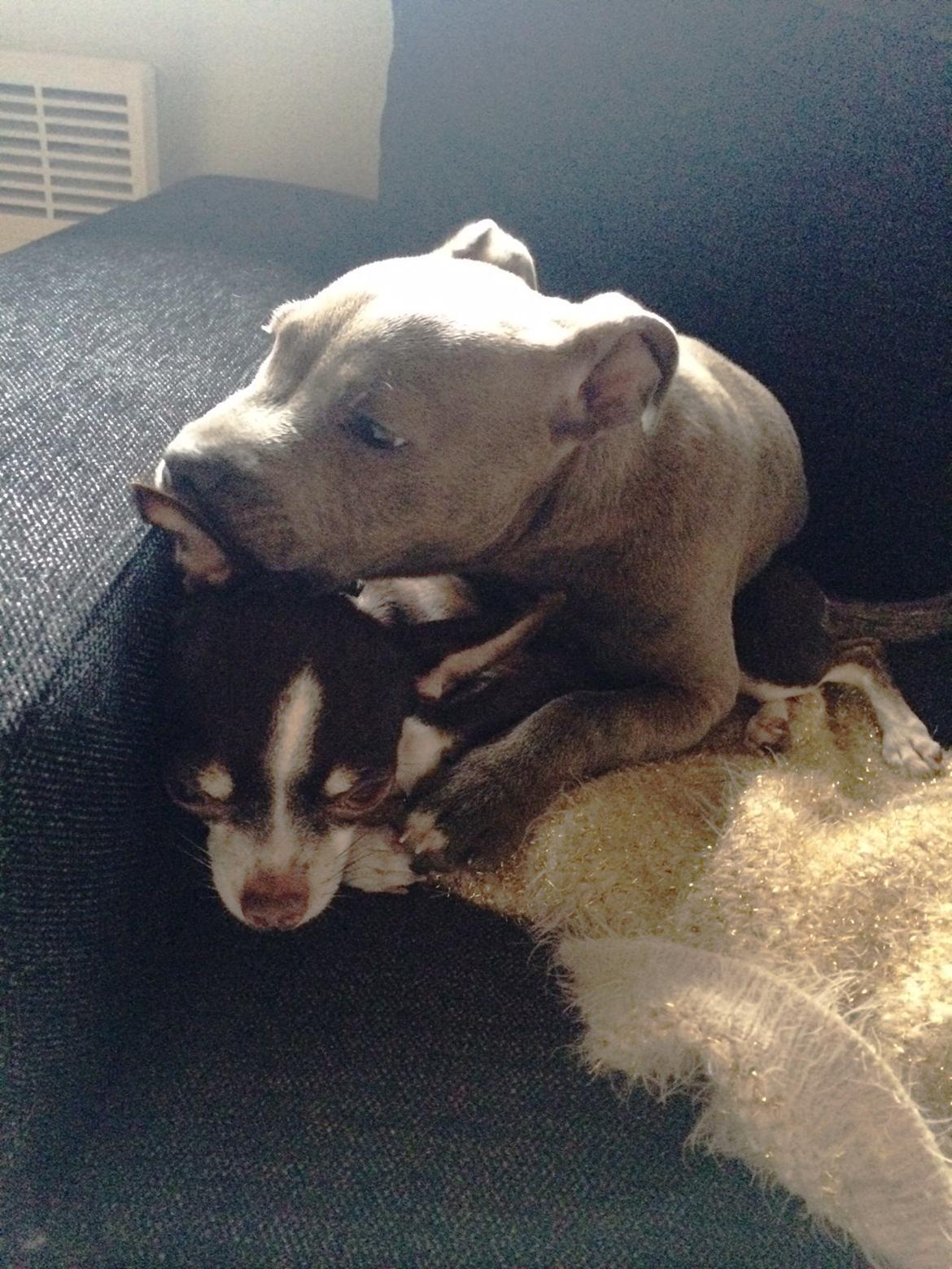 Staffordshire bull terrier Enchanting Ice Queen (Lucca) - Morgenhygge i sofaen billede 2