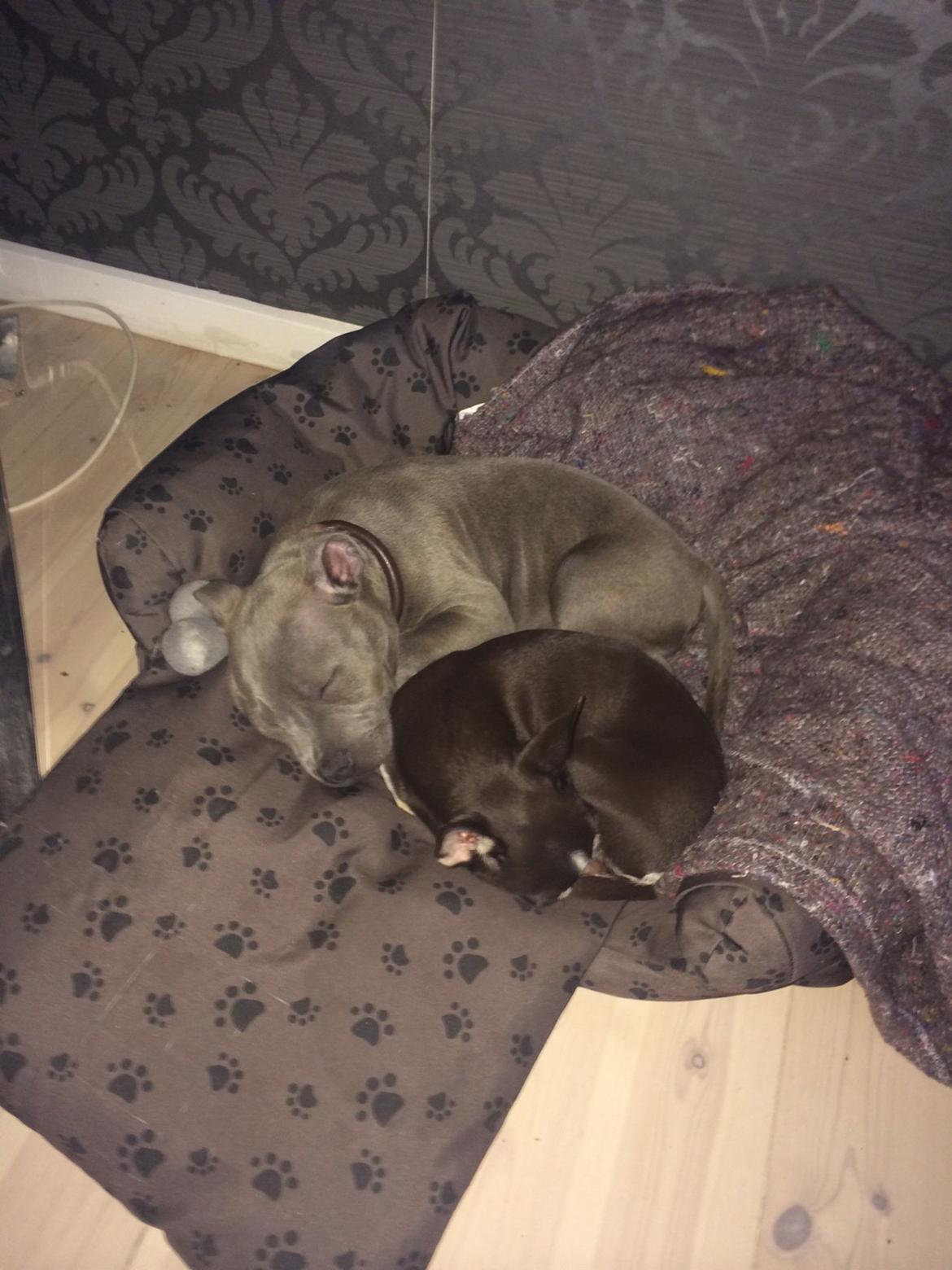 Staffordshire bull terrier Enchanting Ice Queen (Lucca) - Aftenhygge i Luccas seng billede 4