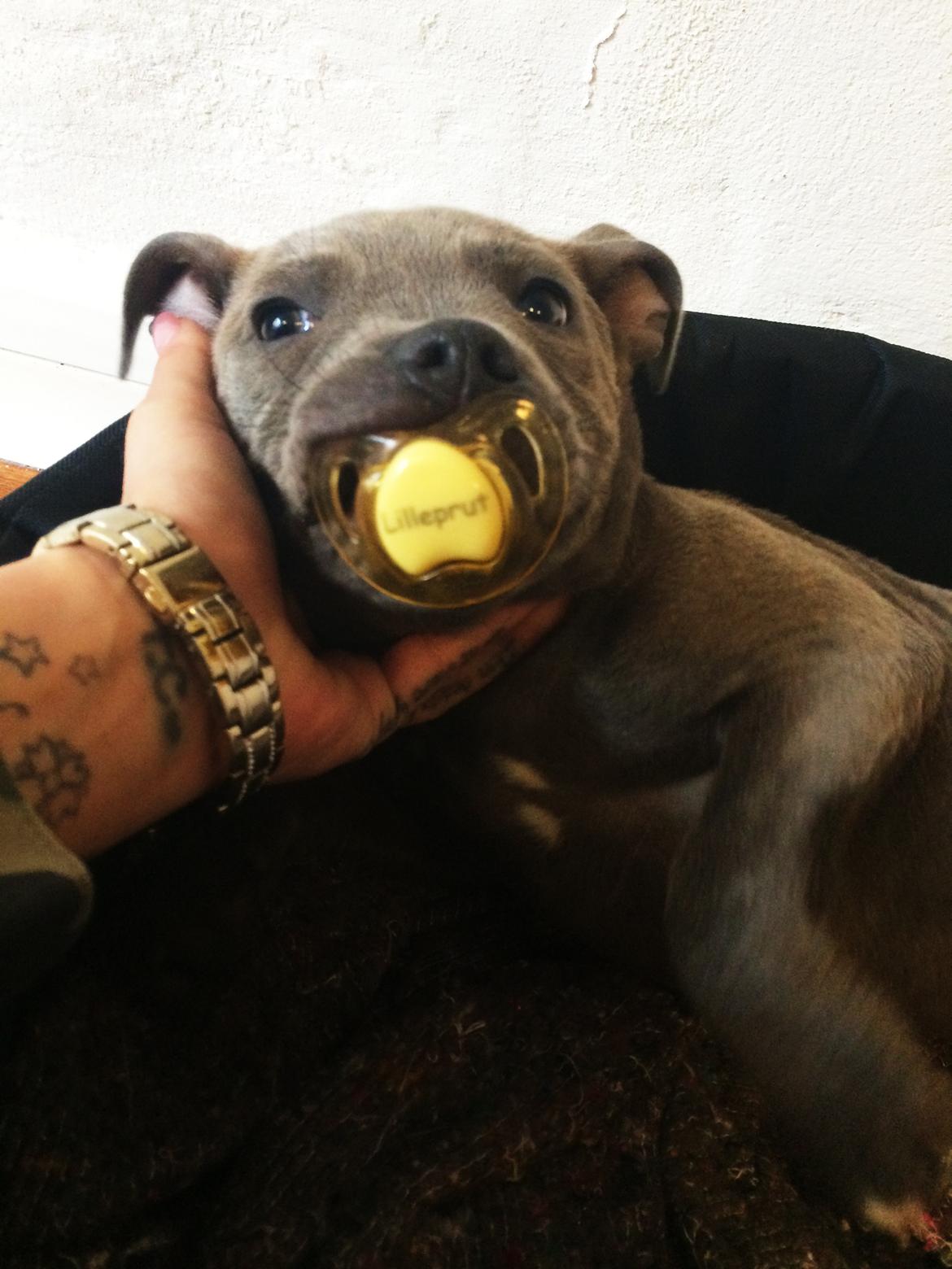 Staffordshire bull terrier Enchanting Ice Queen (Lucca) - Lucca fandt en sut på fortovet og ville ikke give slip (lilleprut) står der på sutten ;) billede 5