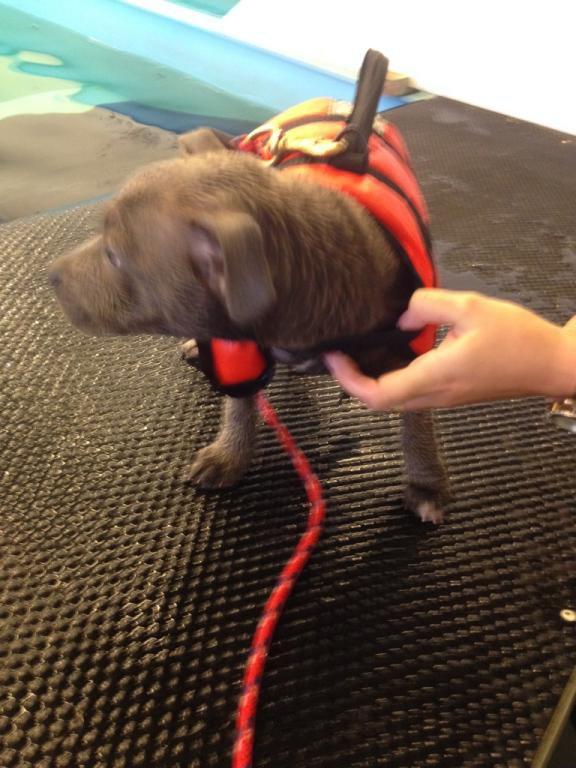 Staffordshire bull terrier Enchanting Ice Queen (Lucca) - Lucca til hundesvømning billede 6