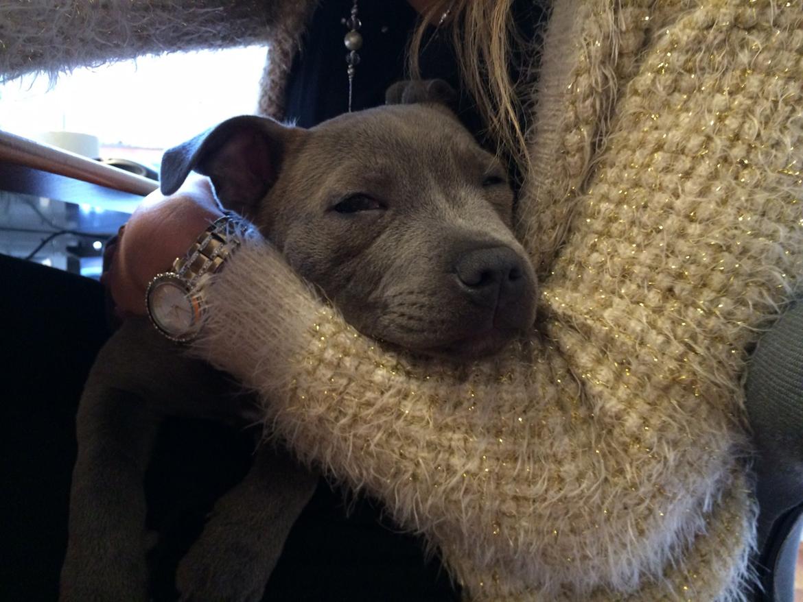 Staffordshire bull terrier Enchanting Ice Queen (Lucca) billede 7