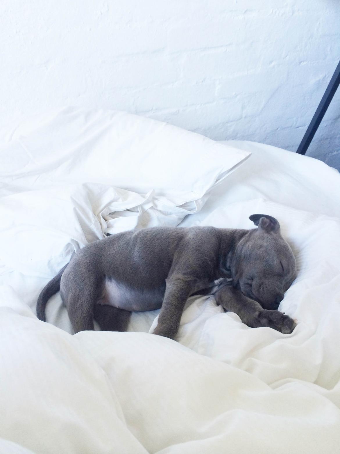 Staffordshire bull terrier Enchanting Ice Queen (Lucca) billede 8