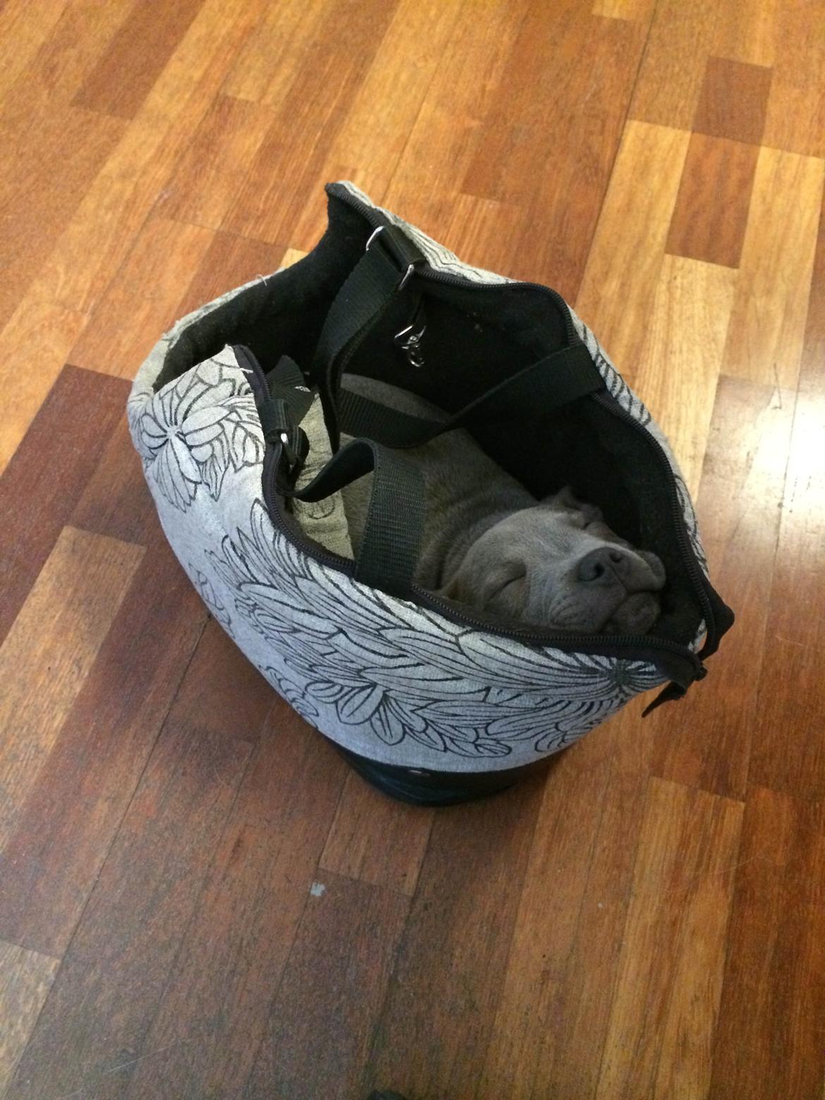 Staffordshire bull terrier Enchanting Ice Queen (Lucca) - Der er ikk eoget at sige til man tror man er en chihuahua når man er opvokset med en ;-) billede 9