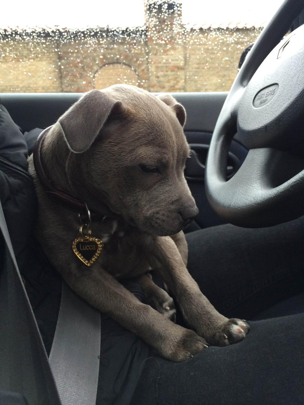 Staffordshire bull terrier Enchanting Ice Queen (Lucca) billede 3