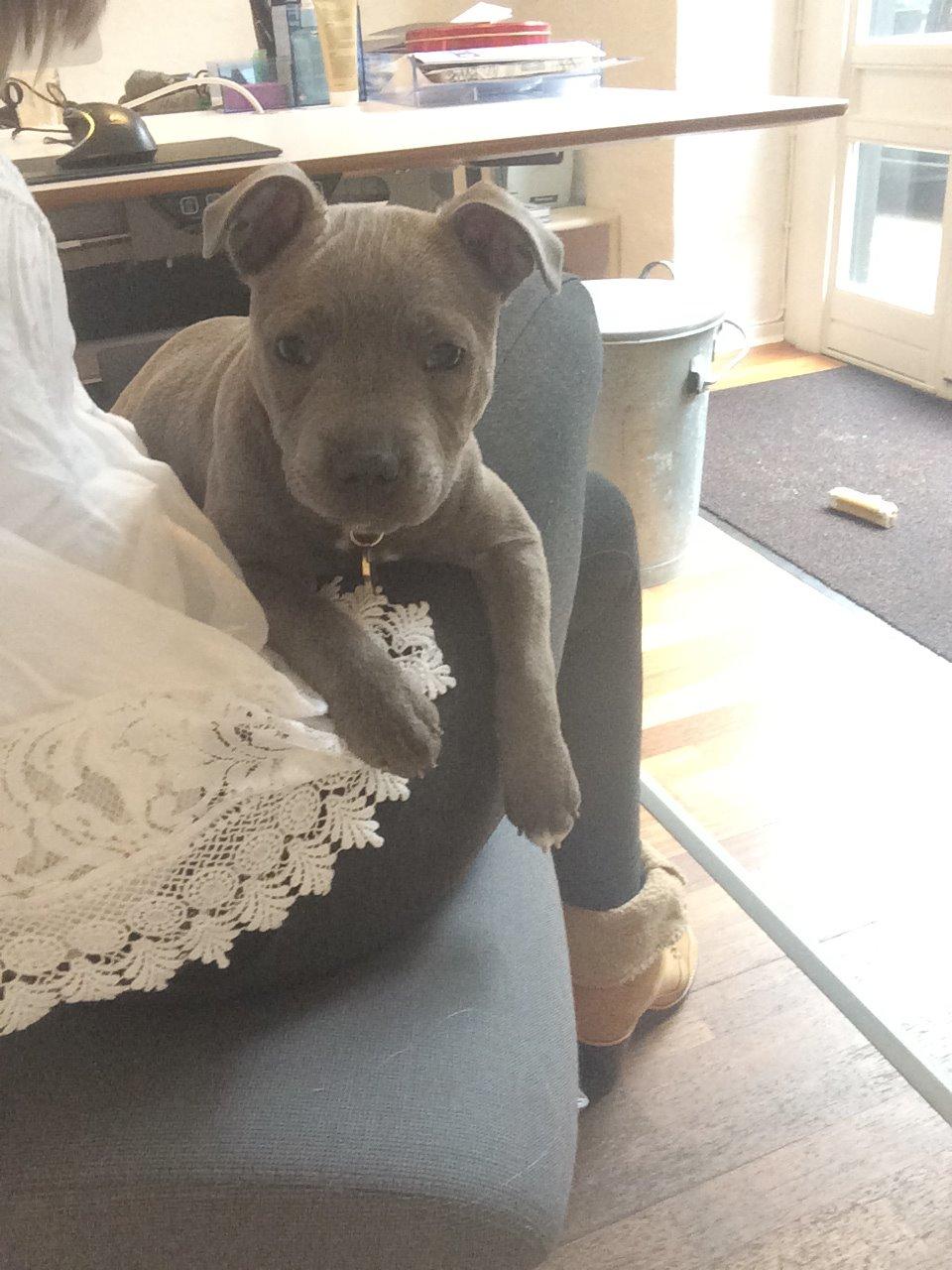 Staffordshire bull terrier Enchanting Ice Queen (Lucca) billede 10