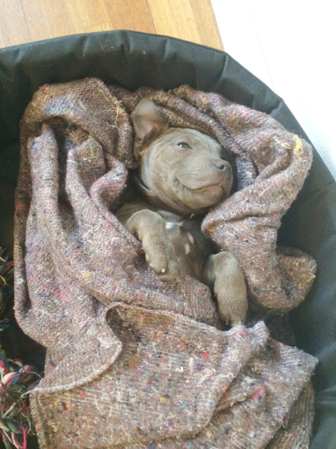 Staffordshire bull terrier Enchanting Ice Queen (Lucca) billede 11