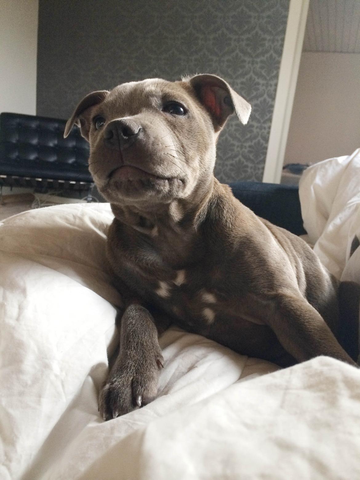 Staffordshire bull terrier Enchanting Ice Queen (Lucca) billede 12