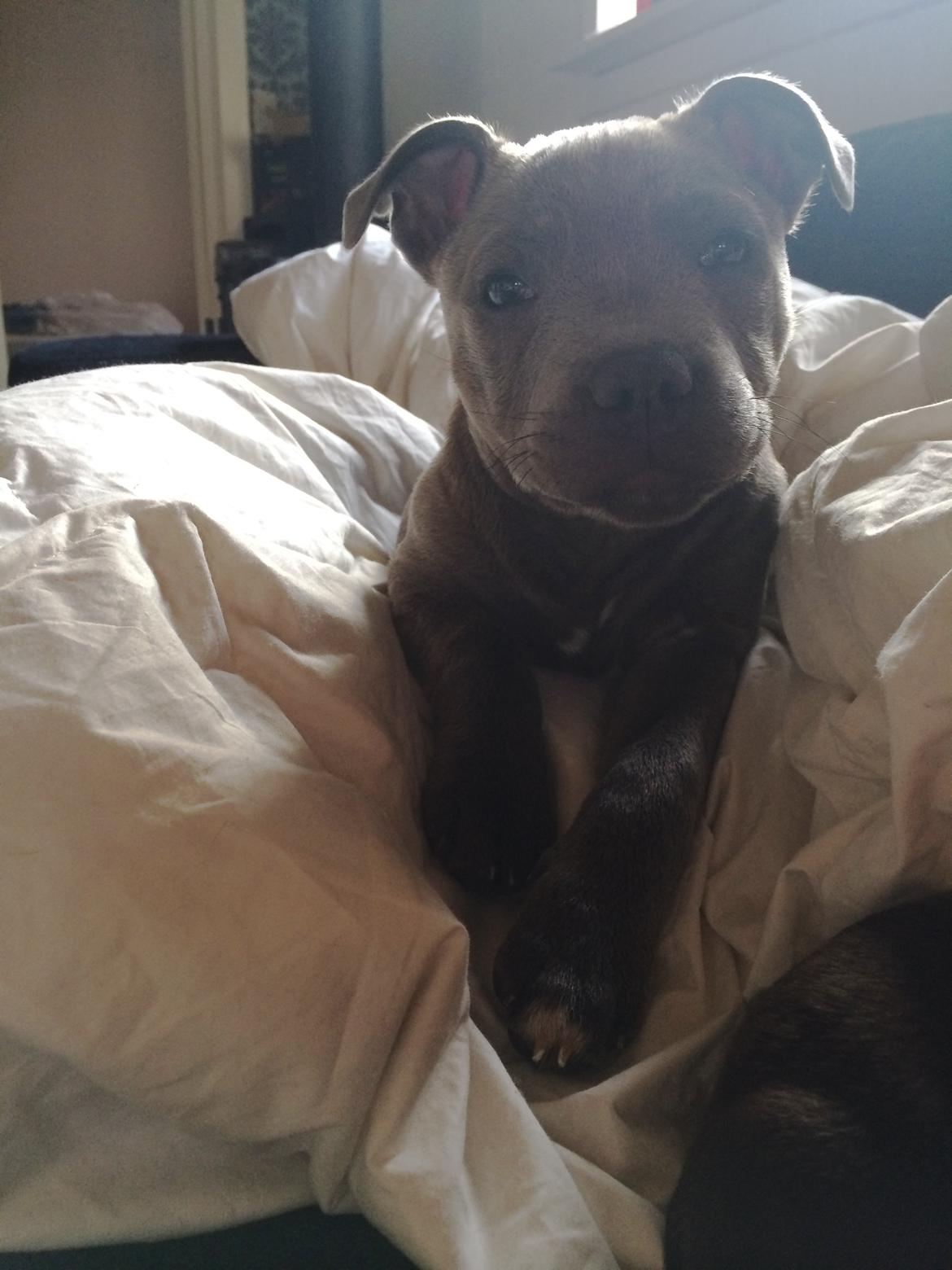 Staffordshire bull terrier Enchanting Ice Queen (Lucca) billede 13