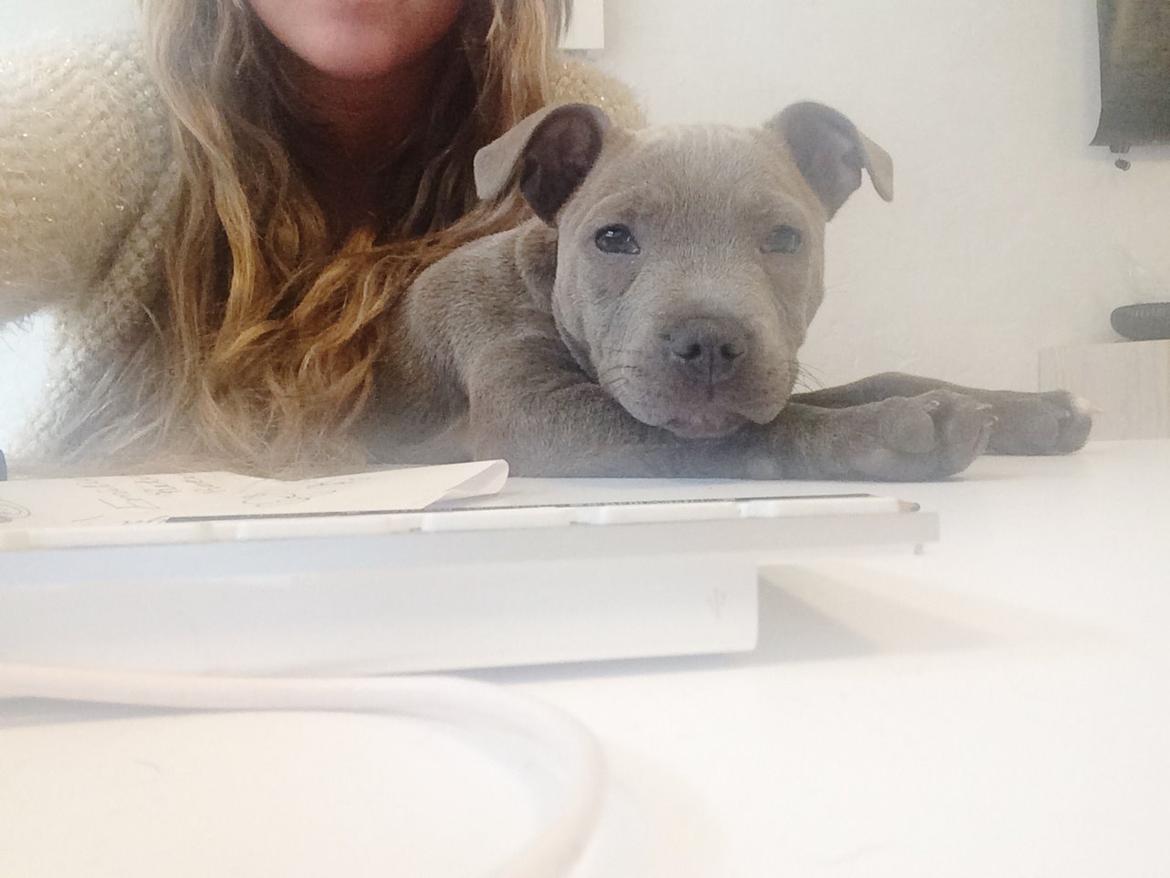 Staffordshire bull terrier Enchanting Ice Queen (Lucca) - Med på job  billede 14