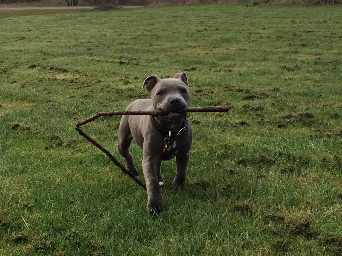 Staffordshire bull terrier Enchanting Ice Queen (Lucca) billede 16