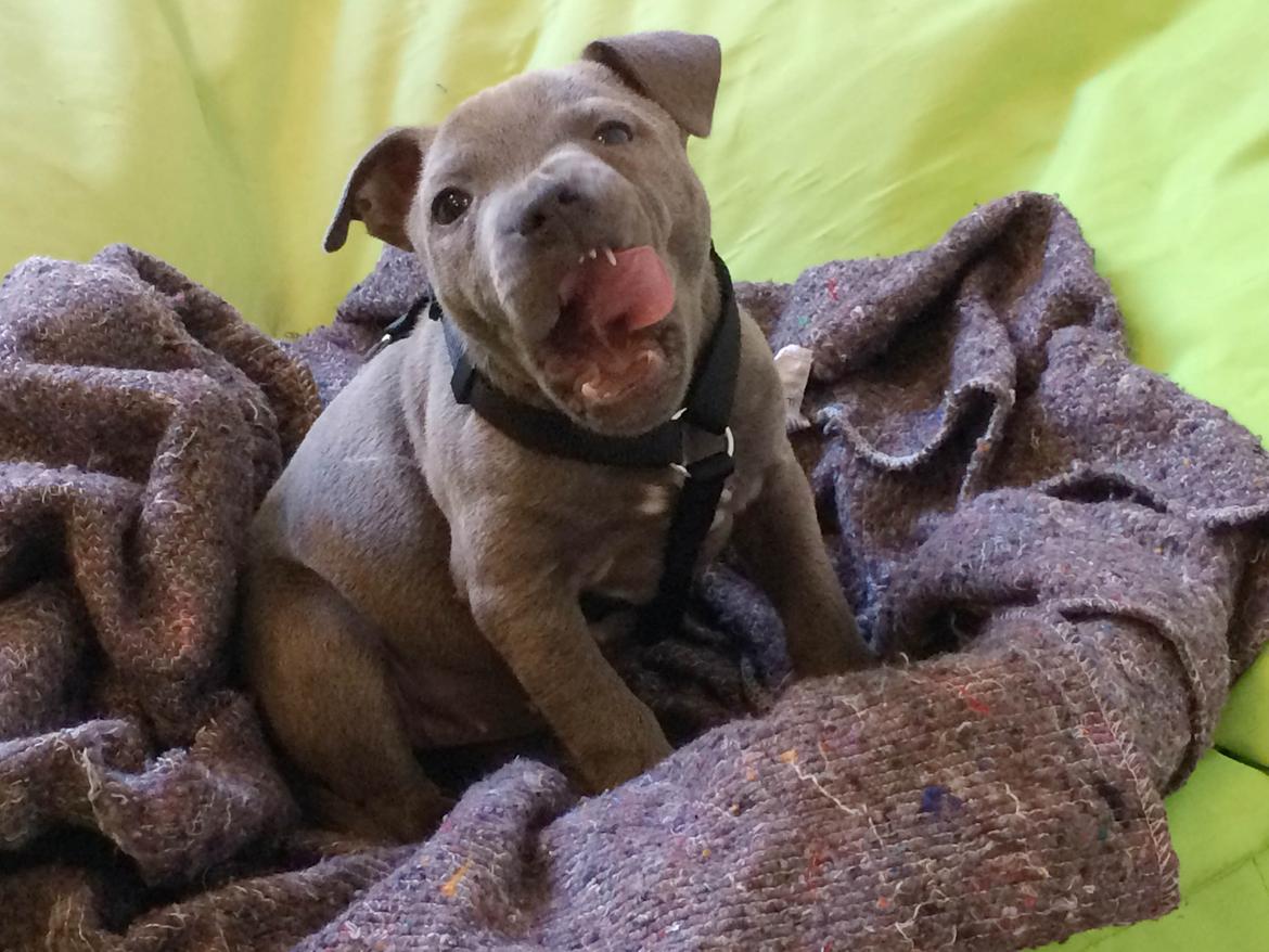 Staffordshire bull terrier Enchanting Ice Queen (Lucca) billede 17