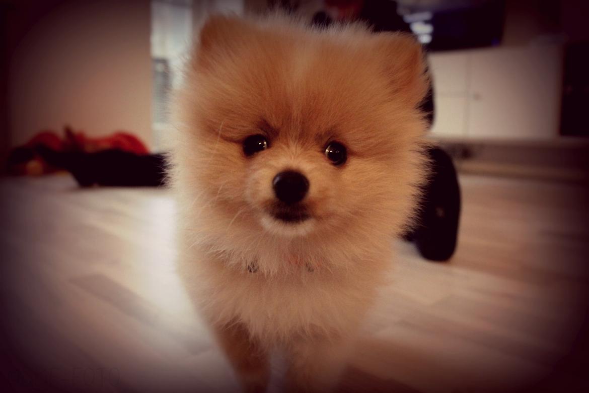 Pomeranian Cleo - Cleo 9 uger gammel. Foto: Sofie Frøslev﻿ billede 17