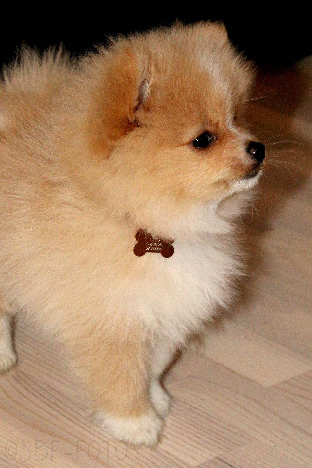 Pomeranian Cleo - Cleo 9 uger gammel. Foto: Sofie Frøslev﻿ billede 1