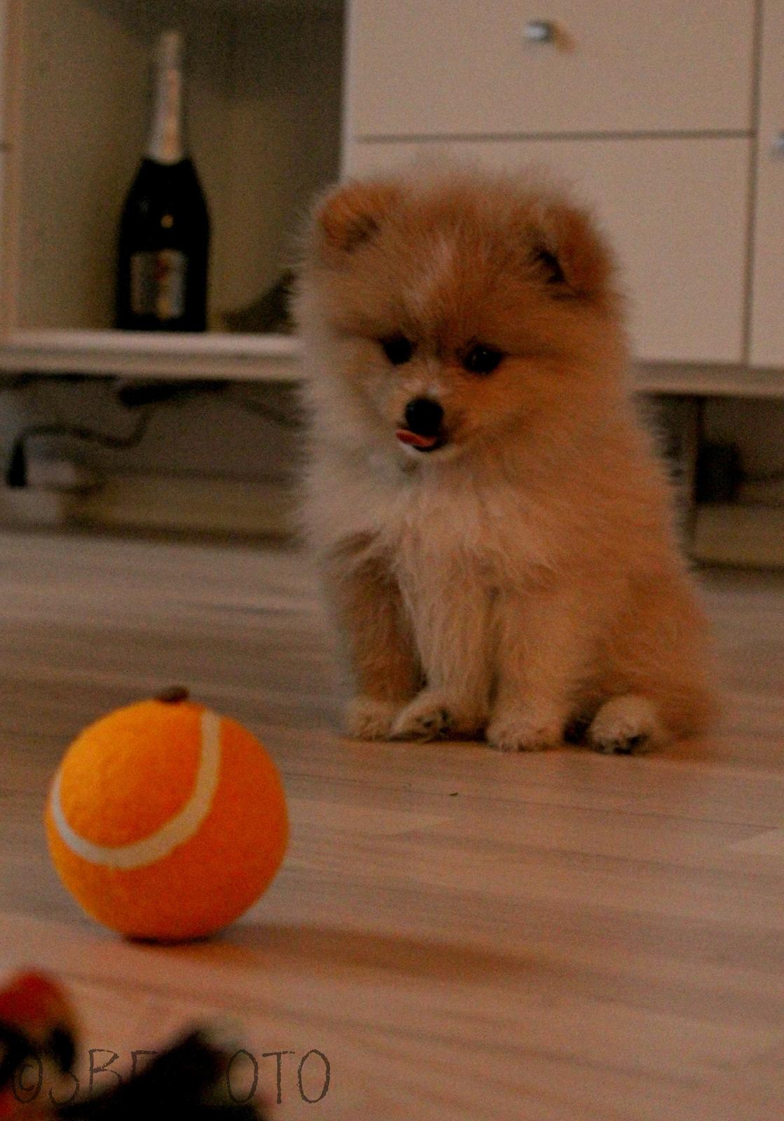 Pomeranian Cleo - Cleo 9 uger gammel. Foto: Sofie Frøslev﻿ billede 18