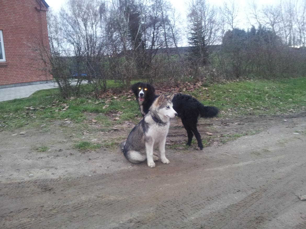 Alaskan malamute Riina (himmelhund) billede 7