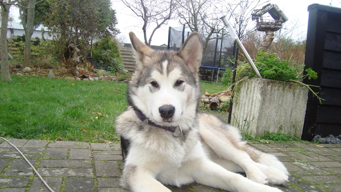 Alaskan malamute Riina (himmelhund) billede 11