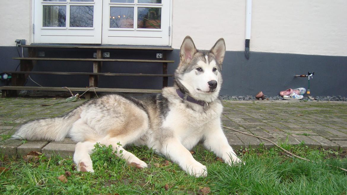 Alaskan malamute Riina (himmelhund) billede 3