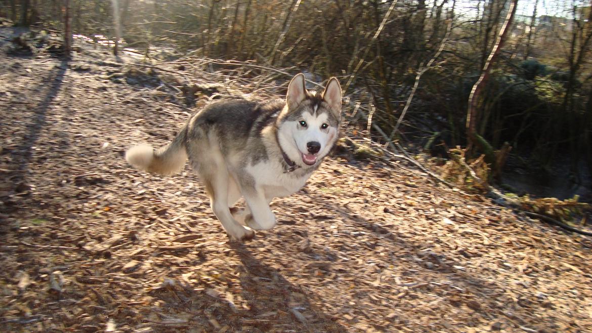 Alaskan malamute Riina (himmelhund) billede 13