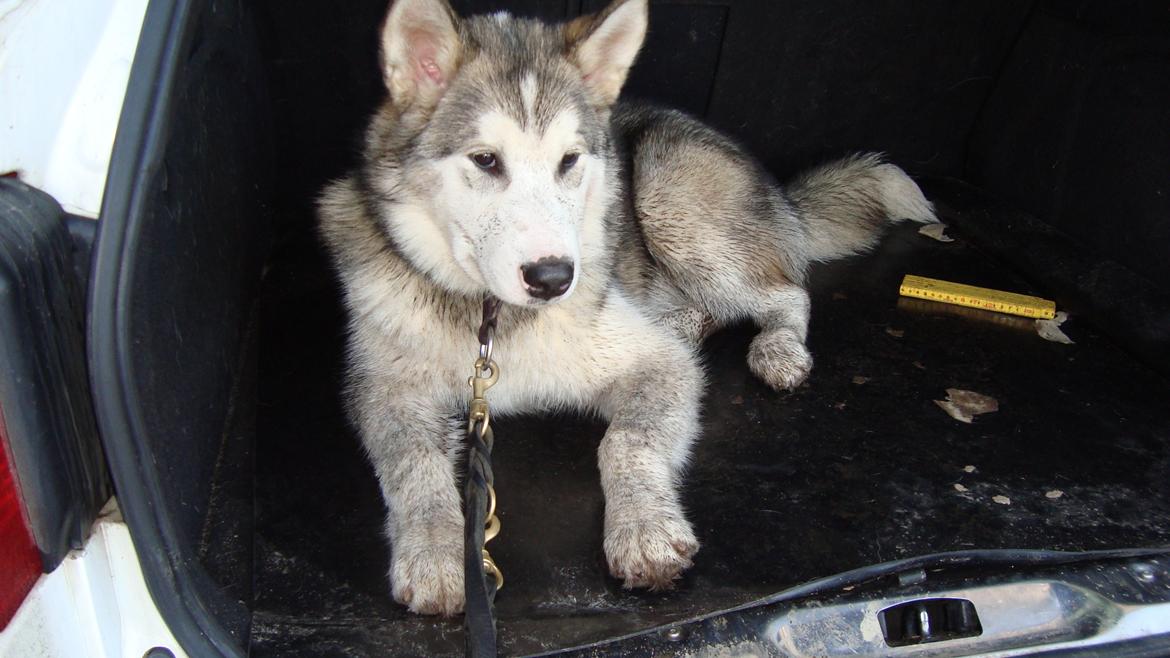 Alaskan malamute Riina (himmelhund) billede 14