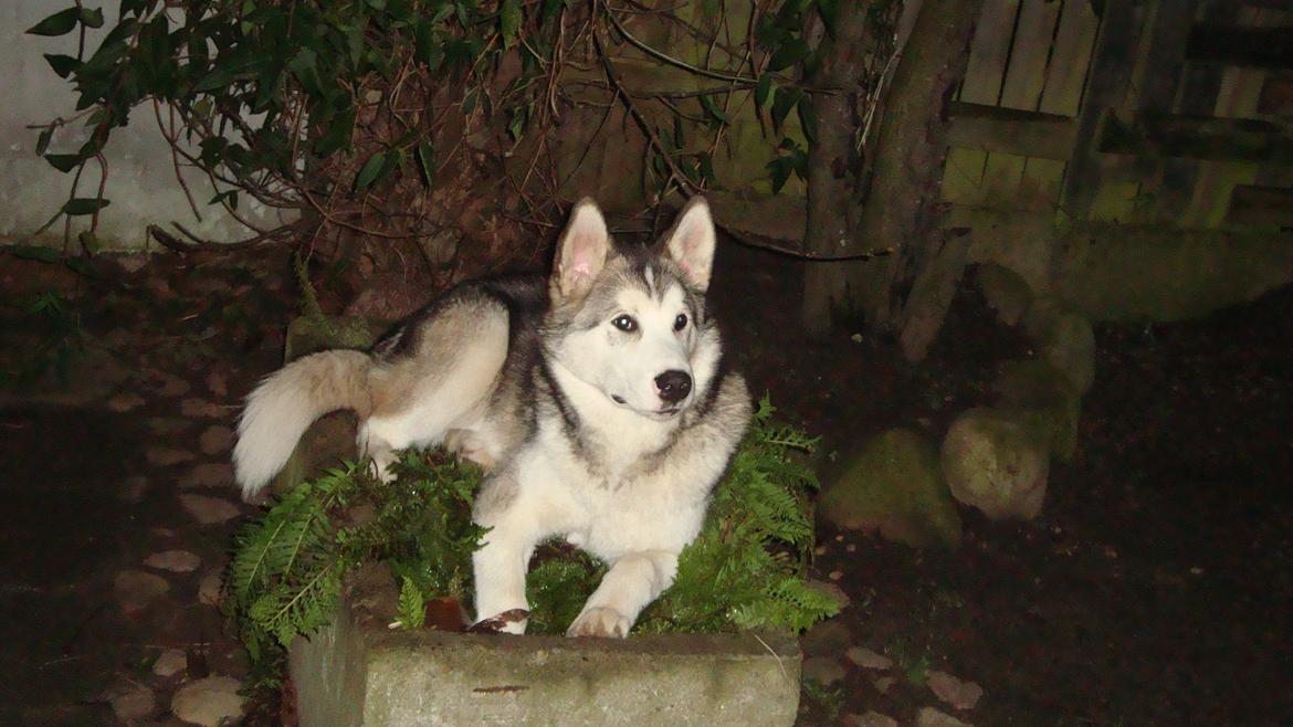Alaskan malamute Riina (himmelhund) billede 15