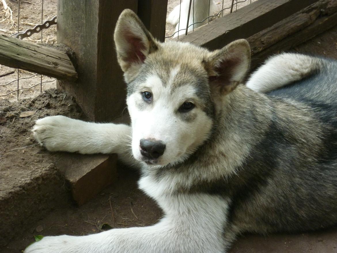 Alaskan malamute Riina (himmelhund) billede 23