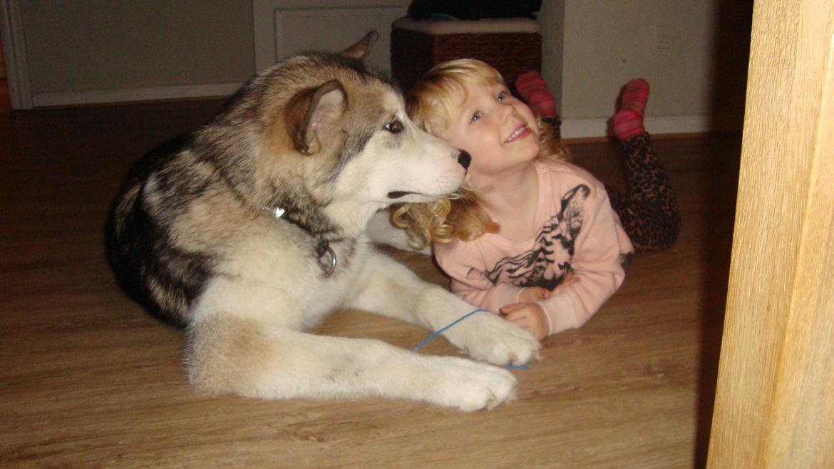 Alaskan malamute Riina (himmelhund) billede 17