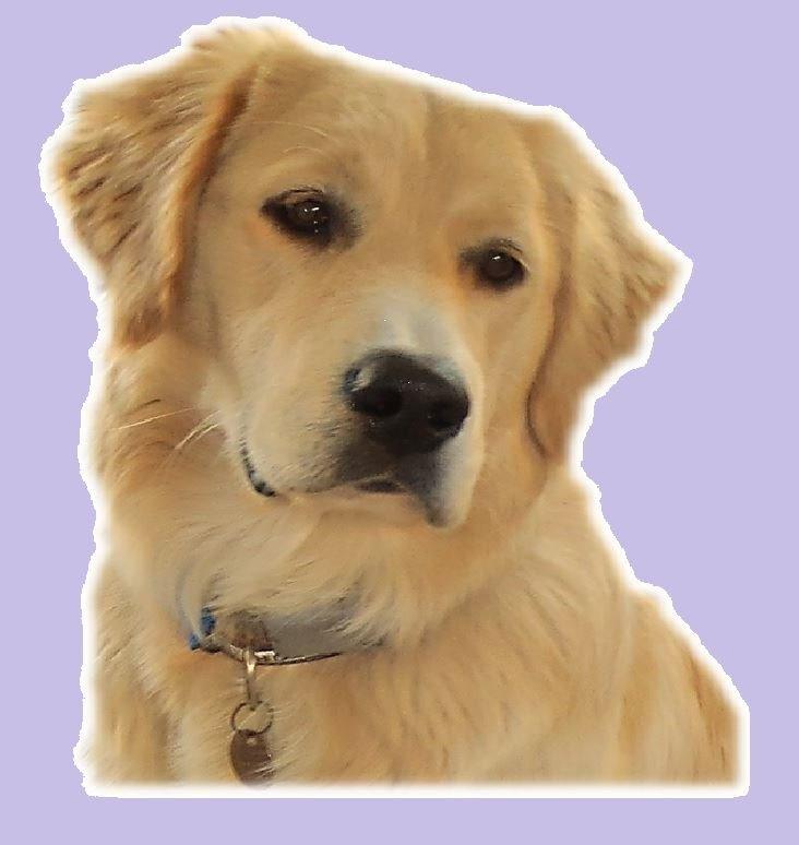 Blanding af racer Balder Himmelhund  billede 15