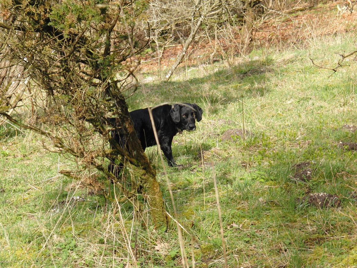 Blanding af racer lab/engelskspringer Lucky billede 3