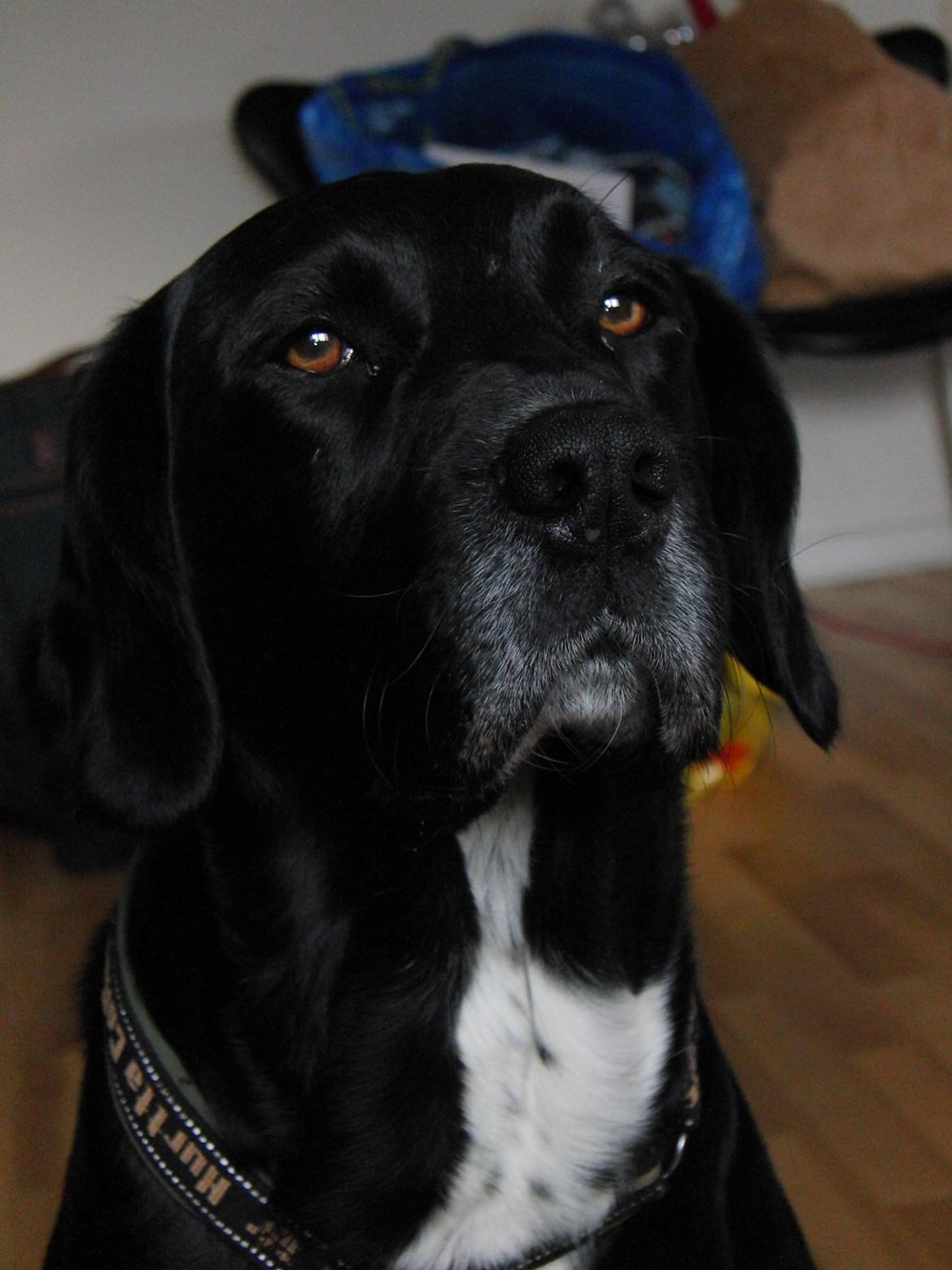 Blanding af racer lab/engelskspringer Lucky billede 2