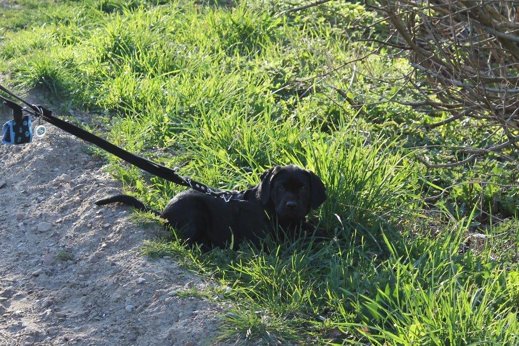 Labrador retriever Obelix billede 29