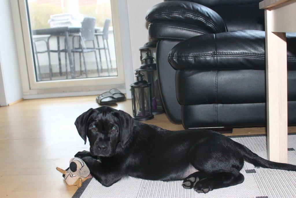 Labrador retriever Obelix billede 30