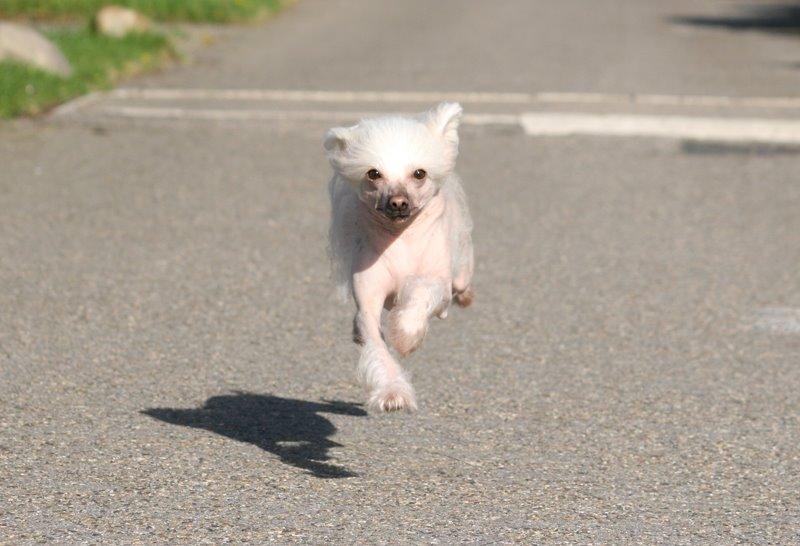 Chinese crested hårløs Silas billede 37