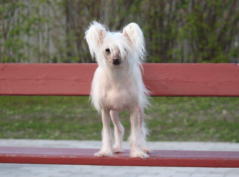Chinese crested hårløs Silas billede 38