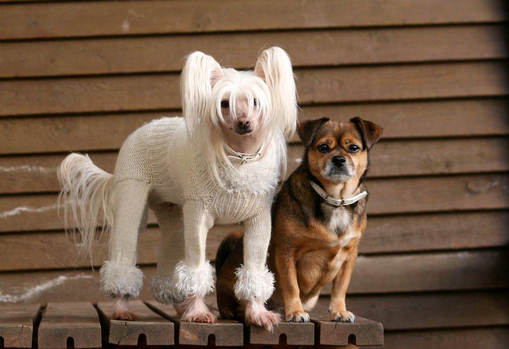 Chinese crested hårløs Silas billede 15