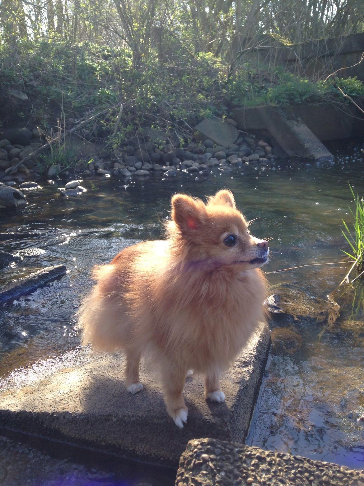 Pomeranian Bonnie billede 20