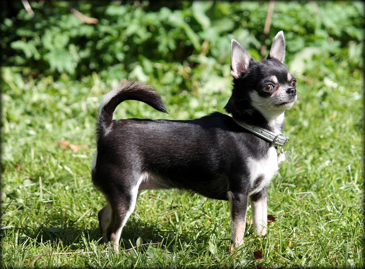 Chihuahua Chihuanas Blueberry Yum Yum - Evee billede 34