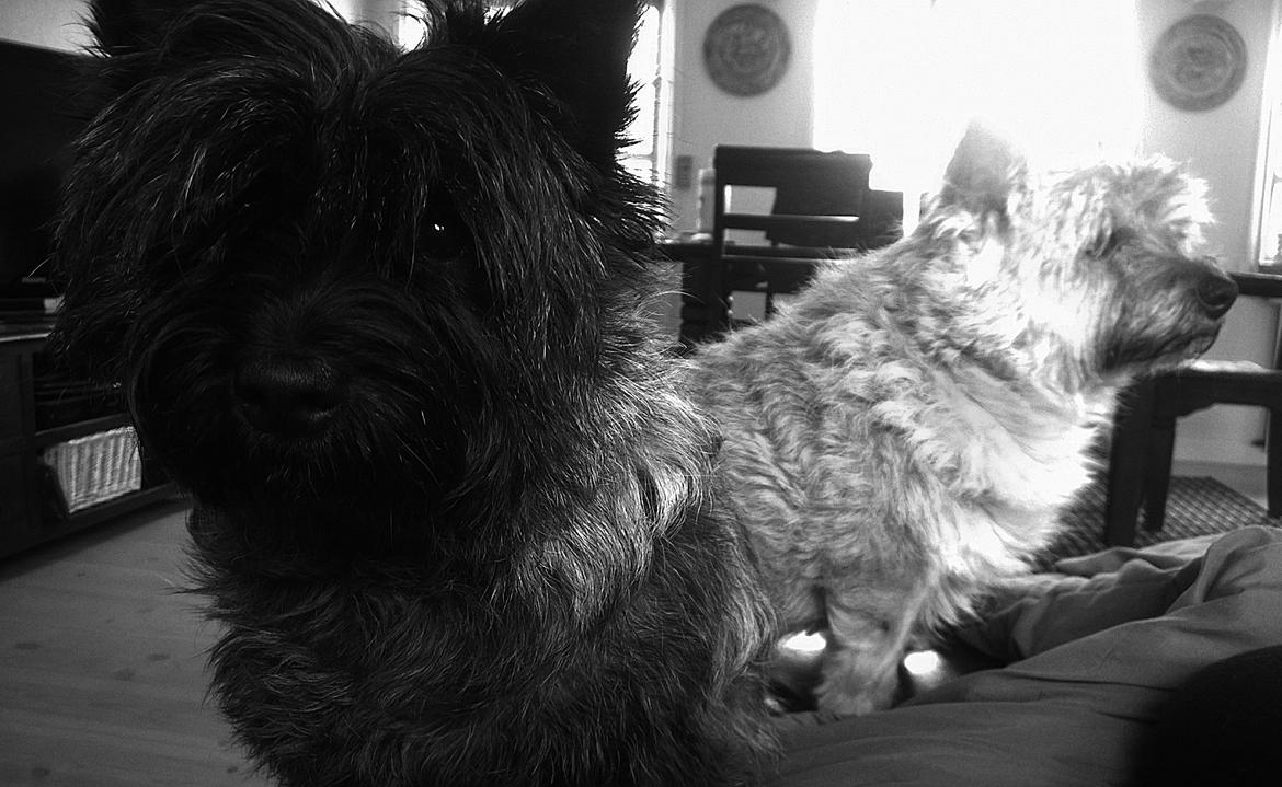 Cairn terrier Citta billede 35