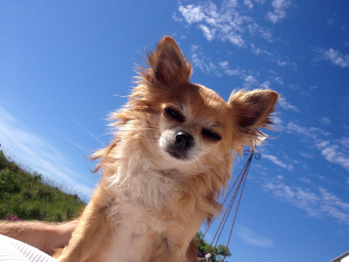 Chihuahua shilo billede 2