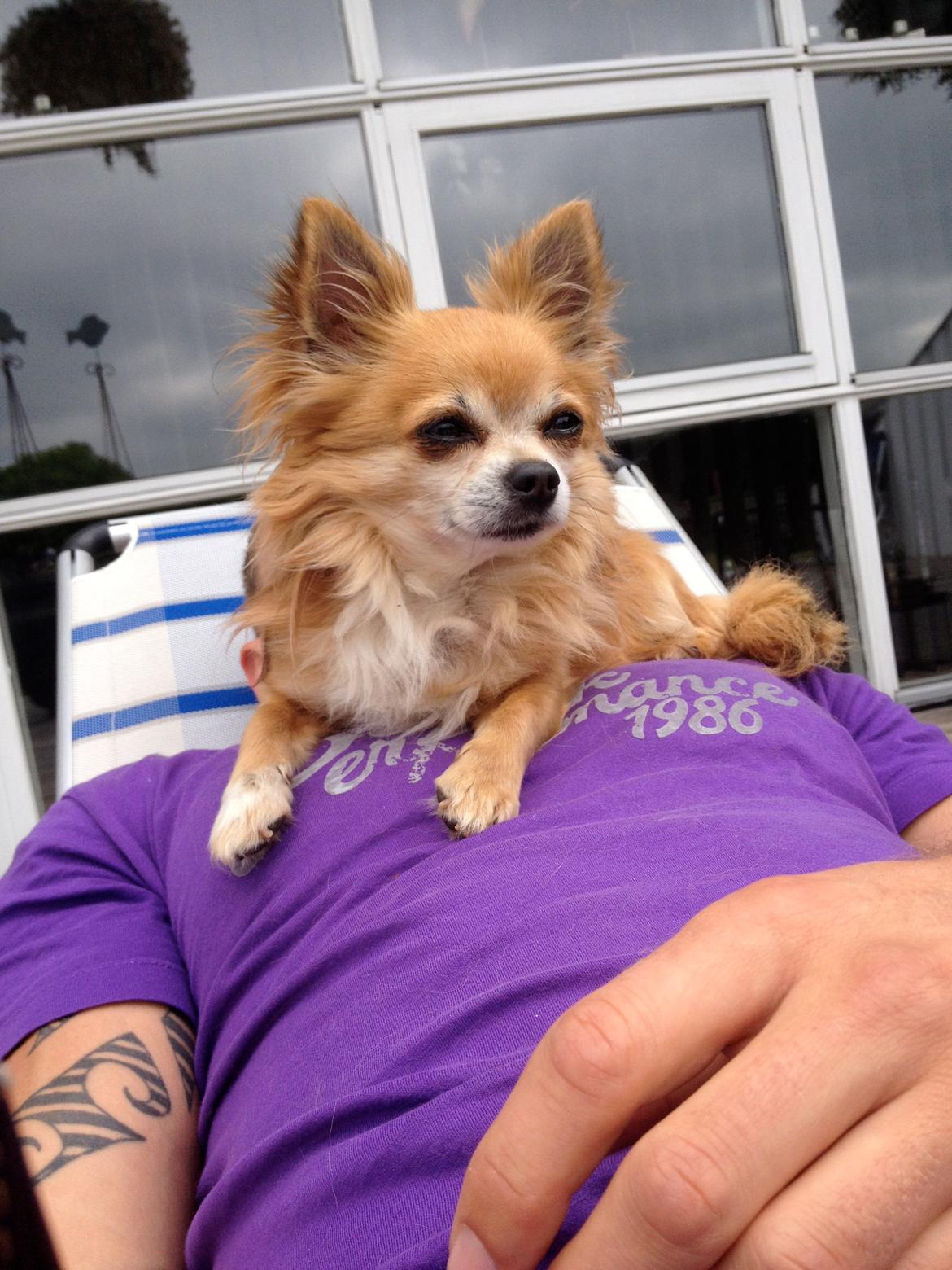 Chihuahua shilo billede 3