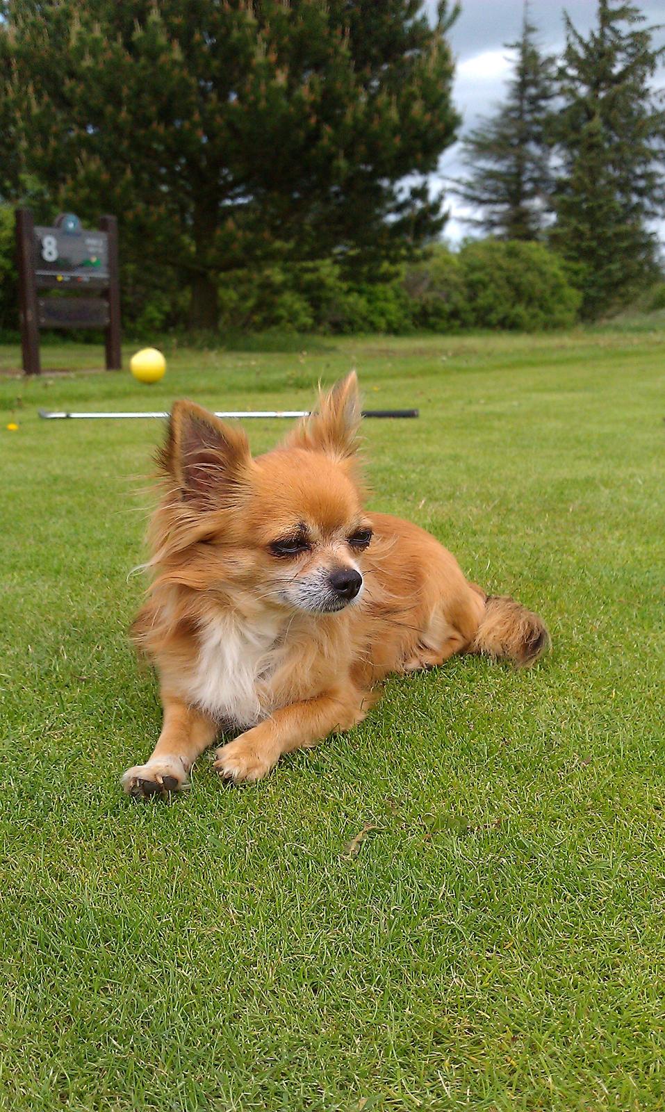 Chihuahua shilo billede 5