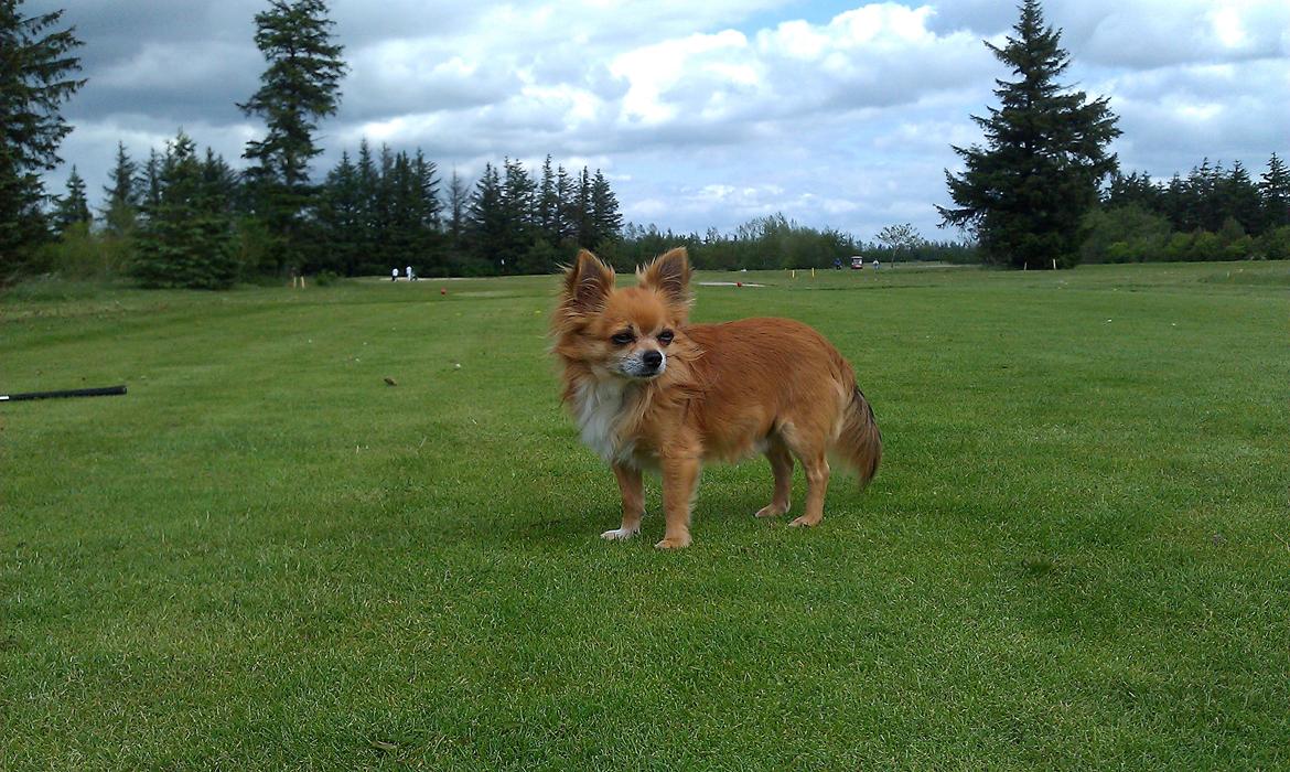 Chihuahua shilo billede 6